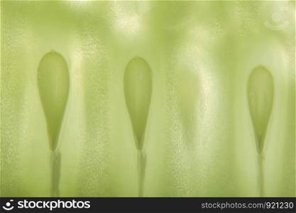 Cucumber macro background
