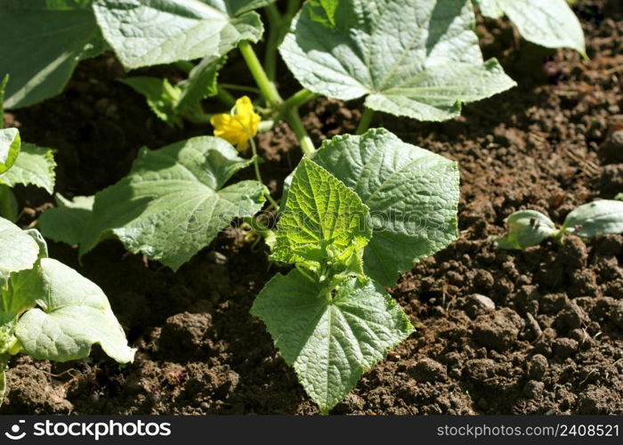 Cucumber plant growing in a garden bed .. Cucumber plant growing in a garden bed