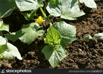 Cucumber plant growing in a garden bed .. Cucumber plant growing in a garden bed