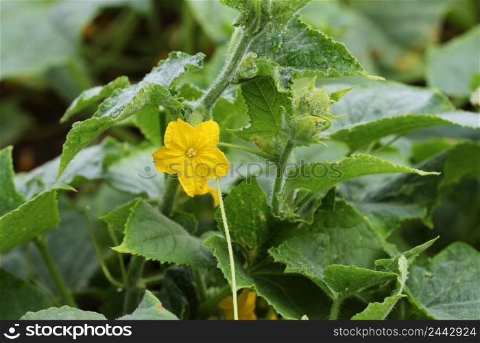 Cucumber plant growing in a garden bed .. Cucumber plant growing in a garden bed