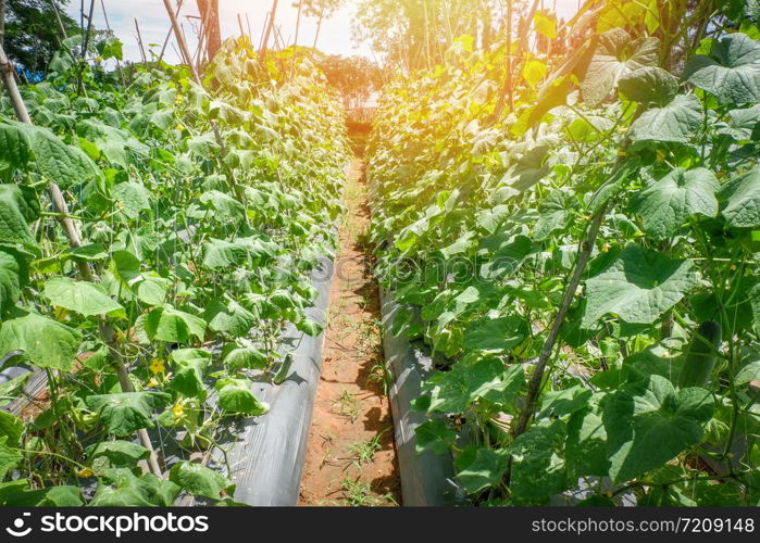 Cucumber plant growing in farm field plantation vegetable cucumber organic agriculture in asia