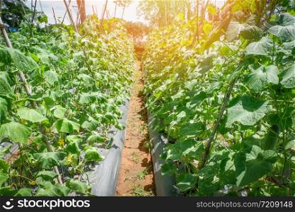 Cucumber plant growing in farm field plantation vegetable cucumber organic agriculture in asia