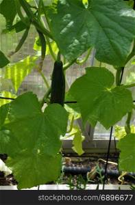 Cucumber plant in green house