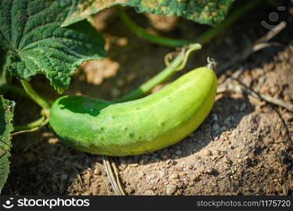 Cucumber plant in the garden wait harvest / Fresh organic cucumber growing in the soil at farm