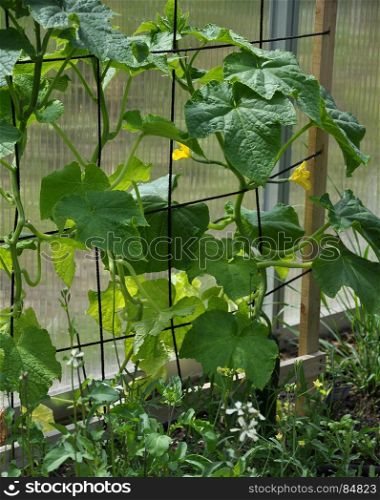 Cucumber plant with blossoms in green house