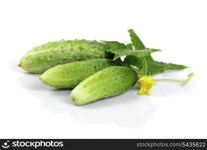 cucumber with leaf and bloom isolated on white