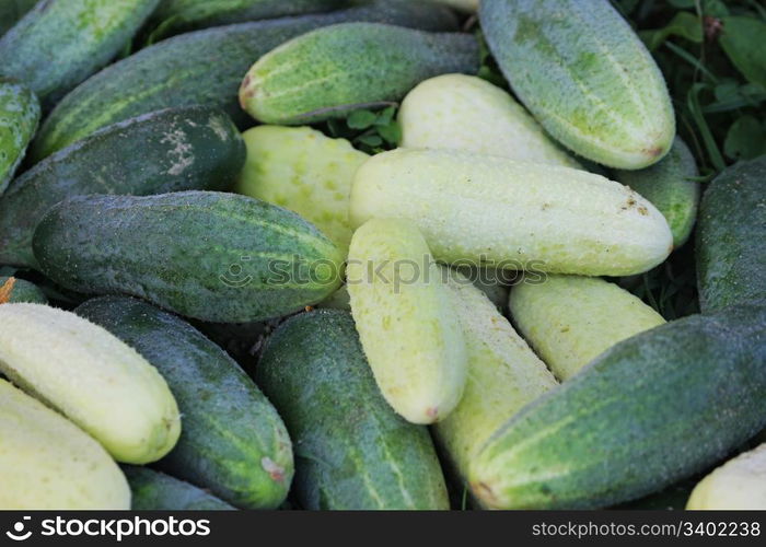 Cucumbers can be not only green, but white as well.