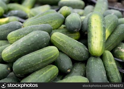 Cucumbers for sale at a market stall, Byward Market, Ottawa, Ontario, Canada