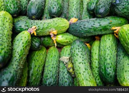 cucumbers from the field