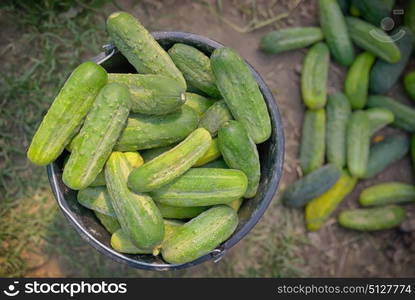 Cucumbers in a bucket in greenhouse