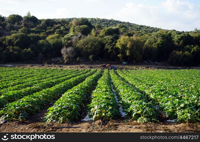 Cucumbers on the farmland in Israel