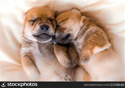 Cuddly newborn puppies in sweet dreams sleeping together. Cuddly newborn puppies in sweet dreams