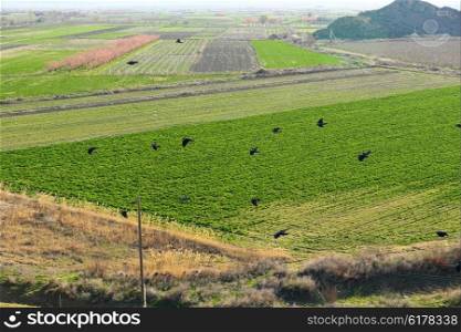 Cultivated field at spring in Armenia