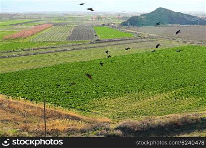 Cultivated field at spring in Armenia