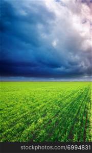 Cultivated green meadow and heavy sky clouds. Rural scene.