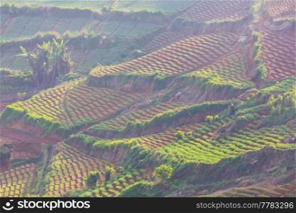 Cultivated hillside  vegetable plantations on Sri Lanka. Beautiful rural landscapes