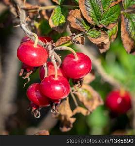 Cultivated Rose hips growing in Broad Haven Pembrokeshire