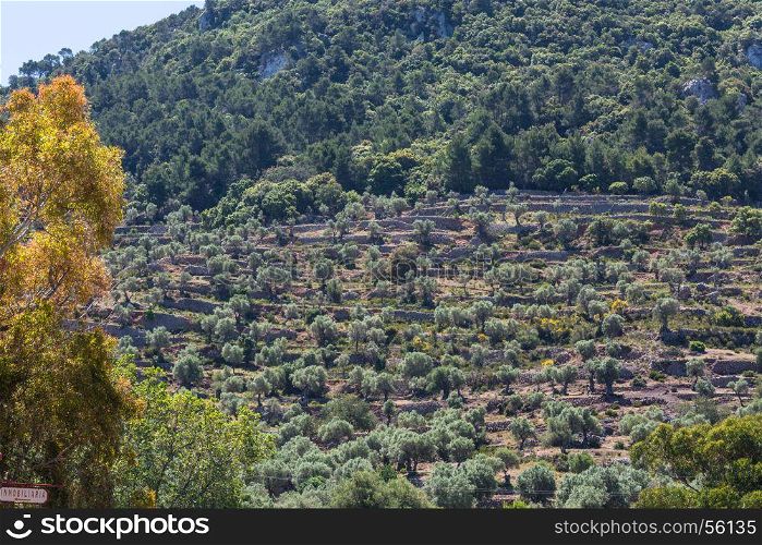 Cultivated terraced fields in Banyalbufar on the island of Mallorca, Spain.