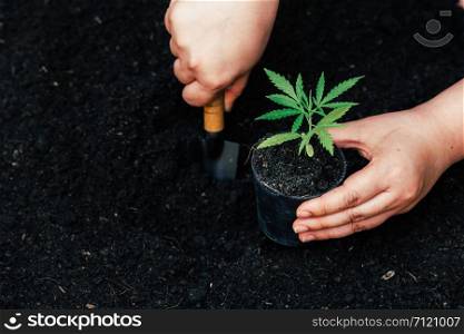 Cultivating fertilizing seedling, marijuana Earth Day is environmentally friendly.