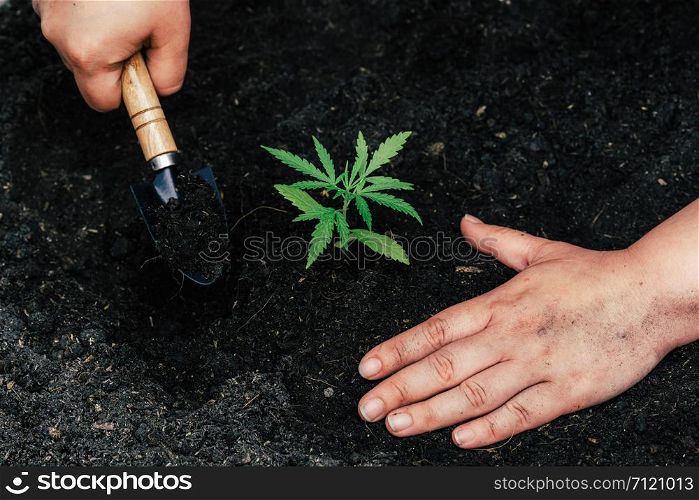 Cultivating fertilizing seedling, marijuana Earth Day is environmentally friendly.