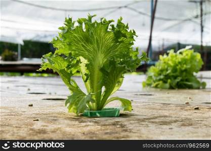 cultivation hydroponics green vegetable in farm