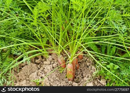 cultivation of carrots