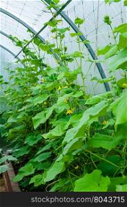 Cultivation of cucumbers in greenhouse , there are pictures of this series