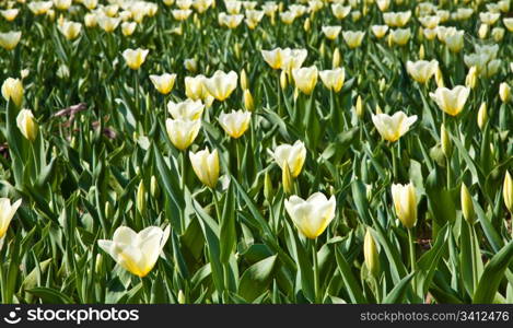 Cultivation of Darwin Hybrid Tulip Jaap Groot: yellow and white bicolor, perennial group
