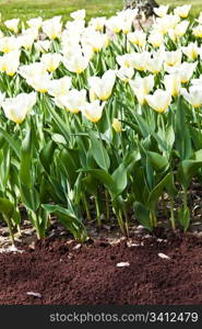 Cultivation of Darwin Hybrid Tulip Jaap Groot: yellow and white bicolor, perennial group