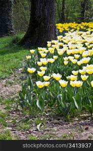 Cultivation of Darwin Hybrid Tulip Jaap Groot: yellow and white bicolor, perennial group