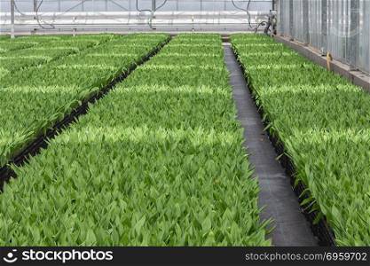 Cultivation of indoor tulips in a Dutch greenhouse. Cultivation of indoor tulip plants in a Dutch greenhouse