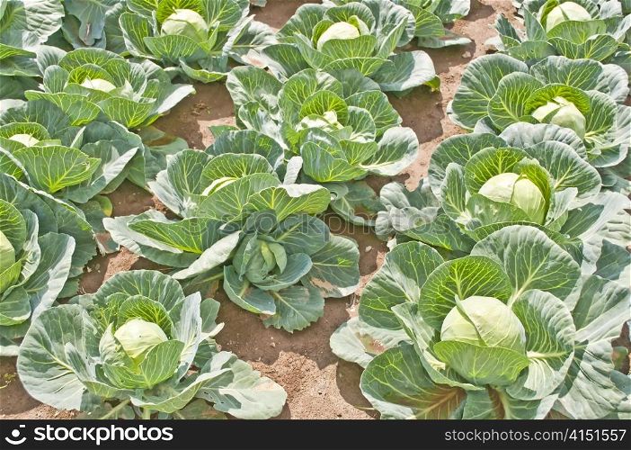 cultivation of kale