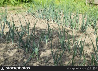 Cultivation of onions in the garden. The bed of onions ordinary bulb. Slebli leaves and spicy vegetable crops of onions.. Cultivation of onions in the garden. The bed of onions ordinary bulb