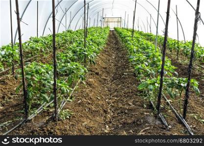 Cultivation of peppers in a commercial greenhouse in Israel