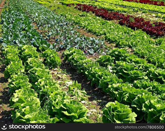 cultivation of salad and vegetables. salad