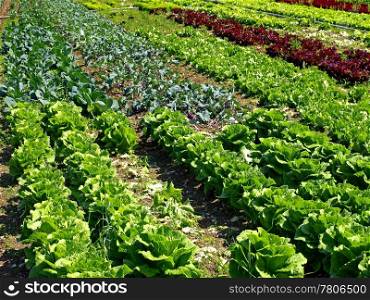 cultivation of salad and vegetables. salad