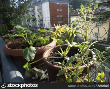 cultivation of vegetable on balcony of apartment city in pots