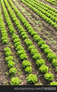 culture of organic salad in greenhouses