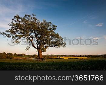 Cumbrian Tree