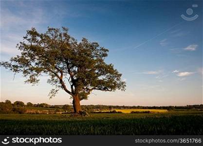 Cumbrian Tree