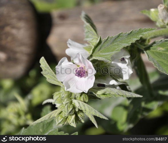 Cummon Marshmallow in garden bed