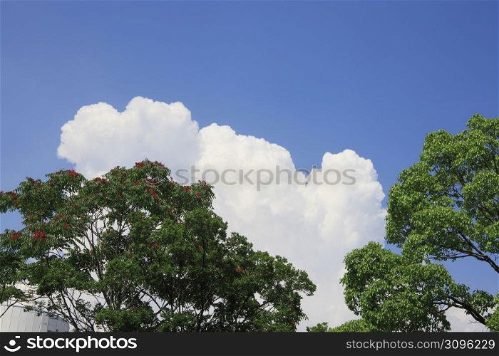 Cumulonimbus and Trees