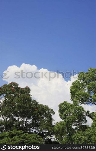 Cumulonimbus and Trees