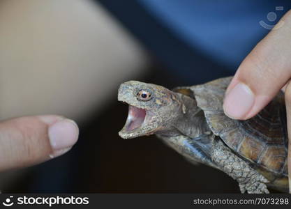 Cuora mouhotii mouhotii - Keeled box turtle