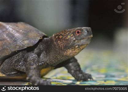 Cuora mouhotii mouhotii - Keeled box turtle