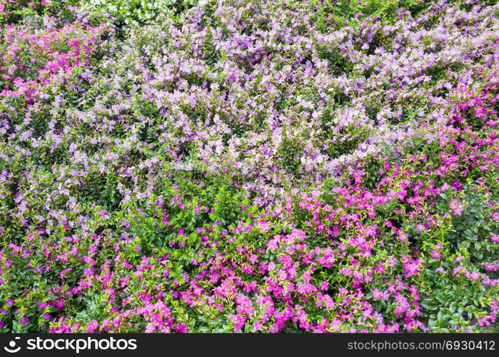 Cuphea plants.