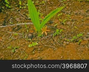 Curculigo orchioides, Curculigo ensifolia, Curculigo brevifolia, Hypoxis orchioides, Golden Eye Grass, Orchid palm grass