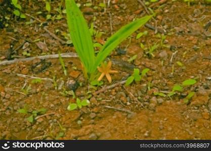 Curculigo orchioides, Curculigo ensifolia, Curculigo brevifolia, Hypoxis orchioides, Golden Eye Grass, Orchid palm grass