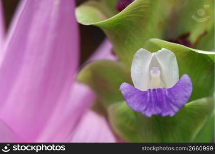 Curcuma alismatifolia