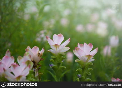 Curcuma Zanthorrhiza (Siam Tulip Curcuma Alismatifolia) Flower In The Nature With Soft Light.